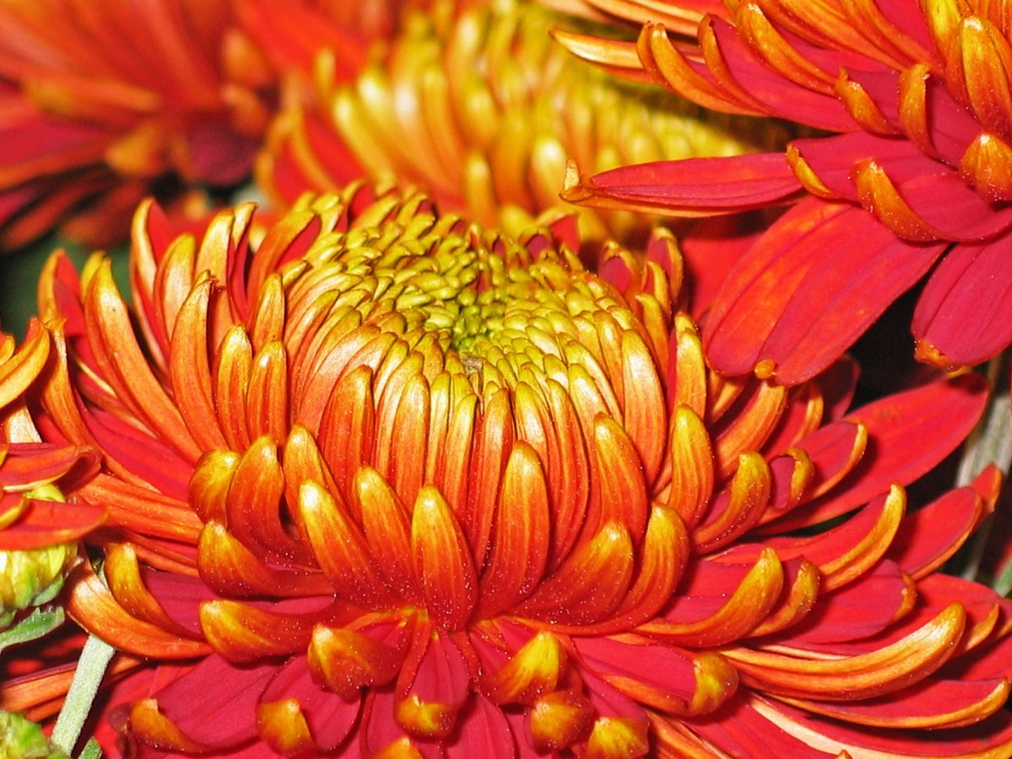 chrysanthemums-schnitt-pixabay1816829