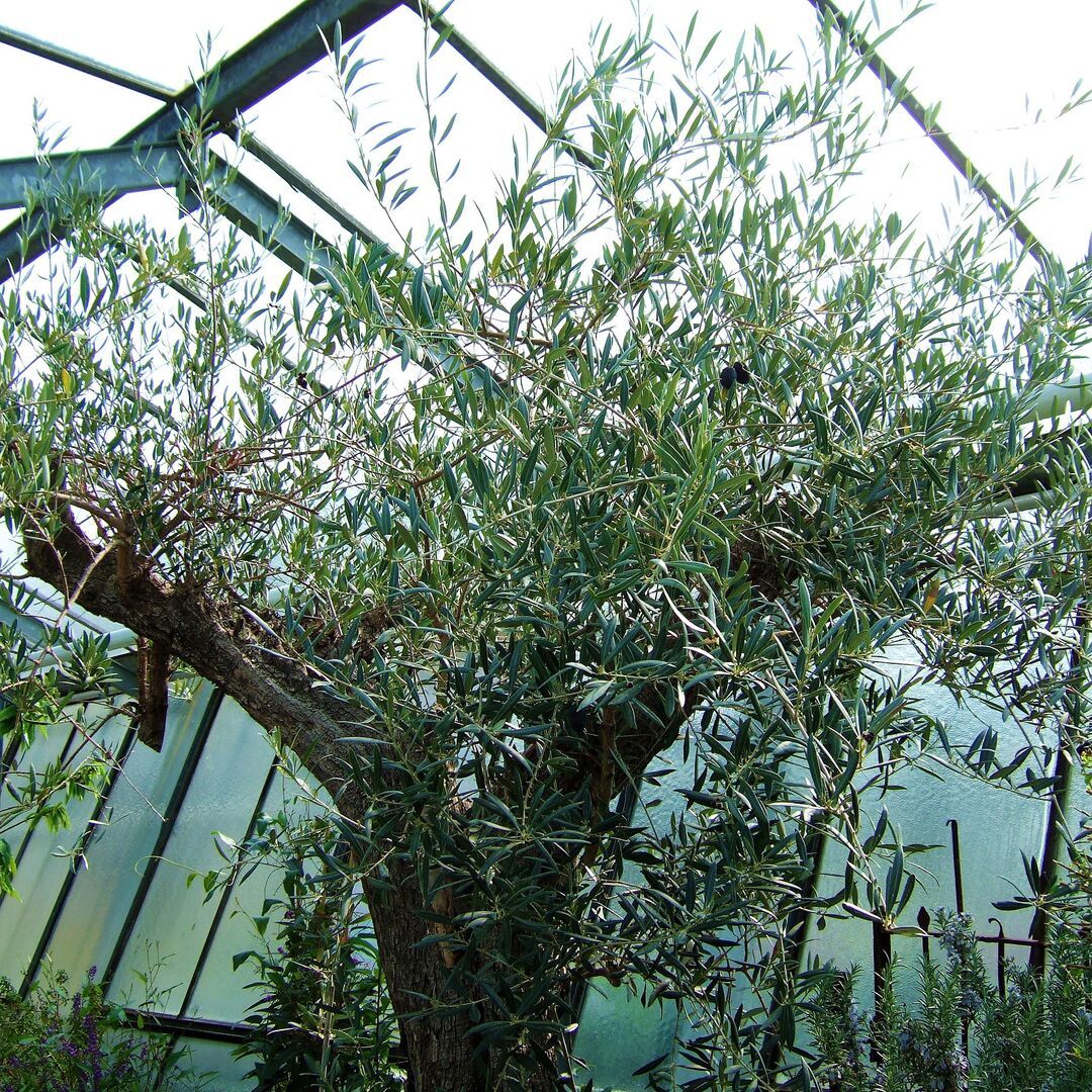 Olivenbaum Überwinterung