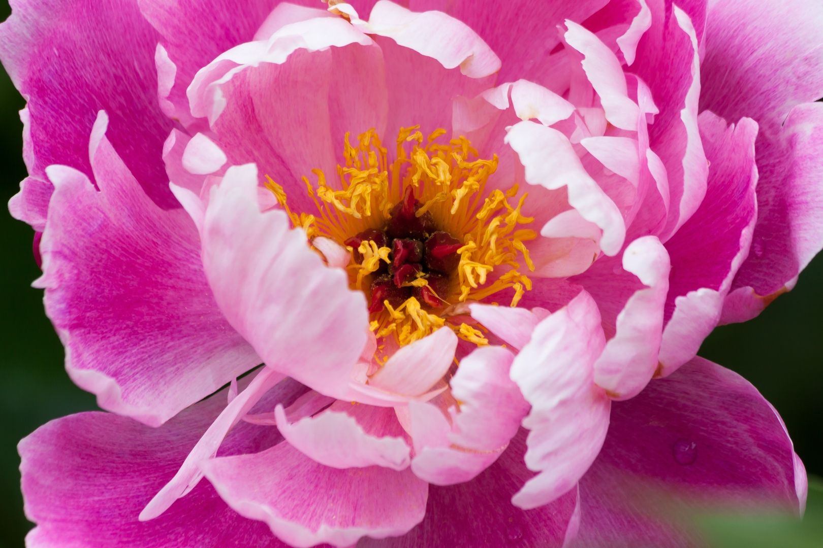 Paeonia-rosa-schnitt-frue-pixabay810446